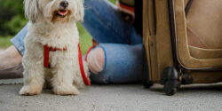 Cómo viajar con tu mascota al extranjero desde Colombia